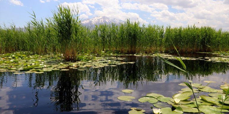 Fotoğraf tutkunları Süphan Dağı'nın eteklerini süsleyen nilüferleri fotoğrafladı