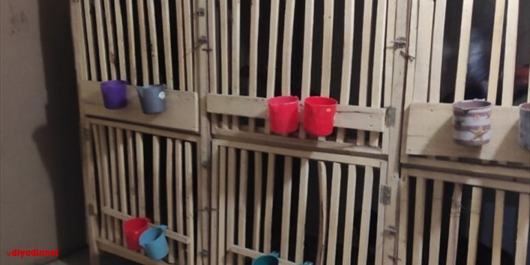 VAN - Horoz dövüştürülen iş yerindeki 24 kişiye 32 bin 64 lira ceza verildi1