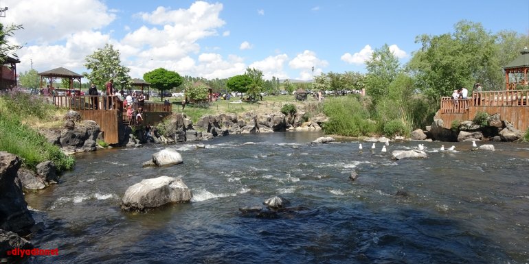 VAN - İnci kefali göçü devam ediyor1