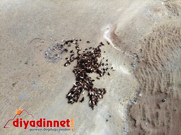 Ağrı Valisi yaylada olan Varol, devlet çiftçileri - ziyaret desteğiyle koyun sahibi etti AĞRI 11