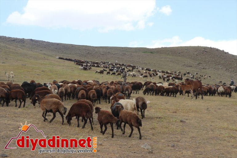koyun desteğiyle sahibi çiftçileri yaylada ziyaret AĞRI olan Ağrı etti devlet Varol, - Valisi 13