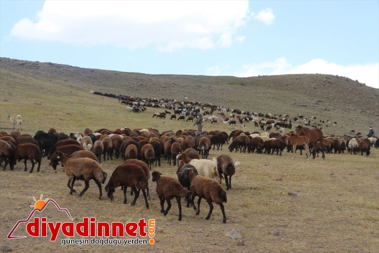 koyun desteğiyle sahibi çiftçileri yaylada ziyaret AĞRI olan Ağrı etti devlet Varol, - Valisi 13