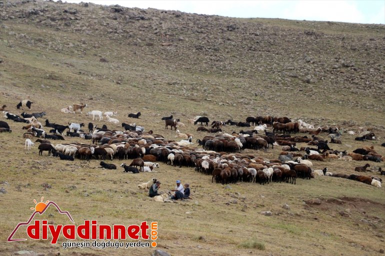 AĞRI olan koyun devlet ziyaret sahibi Ağrı Varol, Valisi desteğiyle çiftçileri etti - yaylada 3