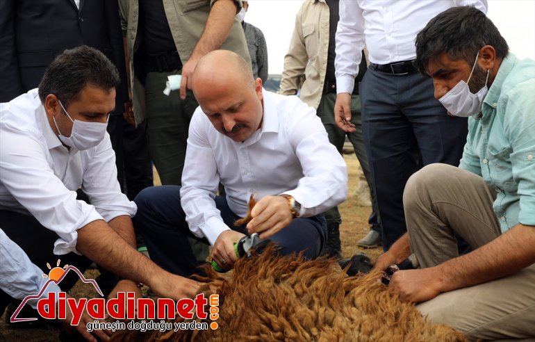 sahibi AĞRI Varol, ziyaret desteğiyle koyun olan çiftçileri yaylada - Valisi Ağrı devlet etti 9