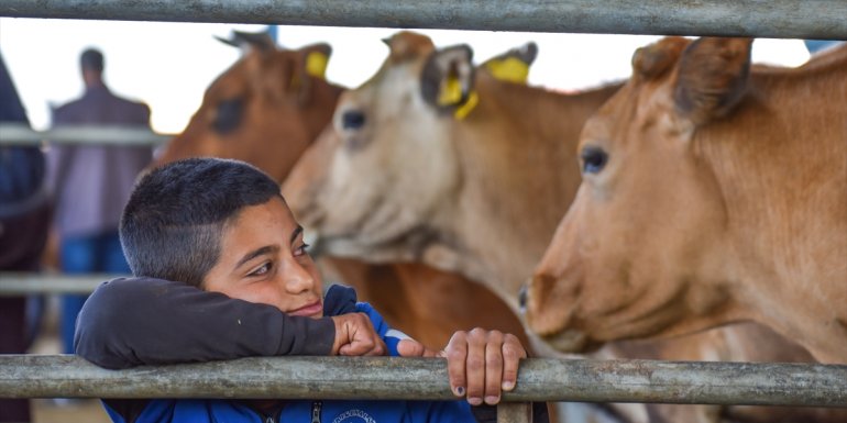 AĞRI - Canlı hayvan pazarlarında Kurban Bayramı yoğunluğu yaşanıyor1
