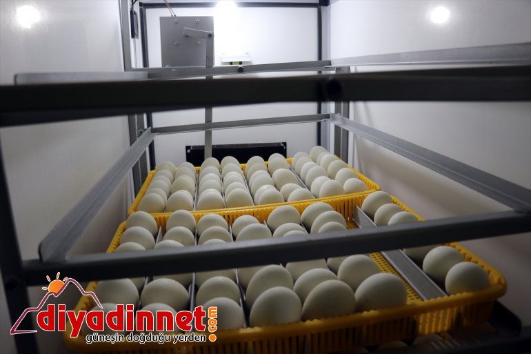 - üretmenin AĞRI devlet Çiftçiler desteğiyle yaşıyor kaz ekipmanlarla sevincini aldıkları 1