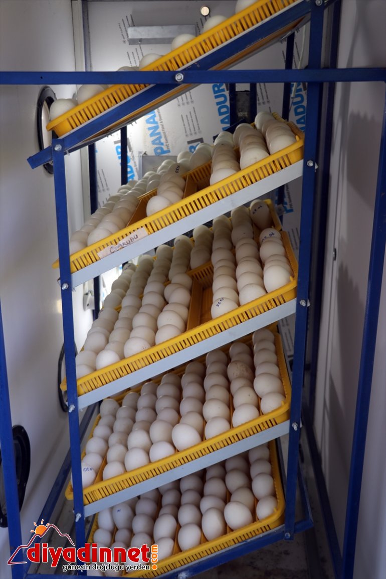 yaşıyor sevincini kaz üretmenin devlet Çiftçiler - AĞRI ekipmanlarla desteğiyle aldıkları 11