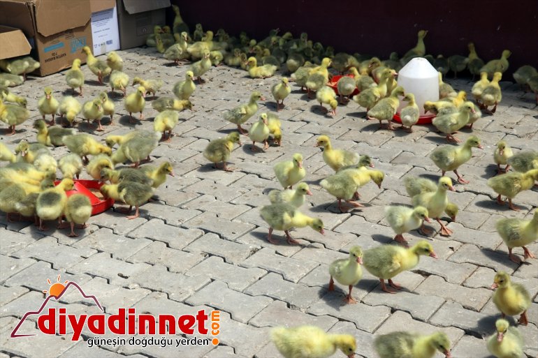 AĞRI aldıkları - kaz devlet desteğiyle Çiftçiler sevincini üretmenin yaşıyor ekipmanlarla 12