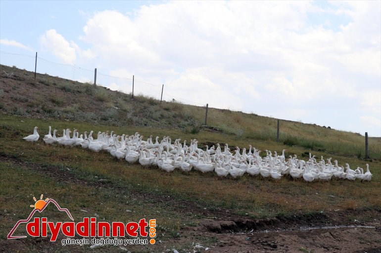 aldıkları sevincini desteğiyle kaz yaşıyor devlet Çiftçiler ekipmanlarla - AĞRI üretmenin 5