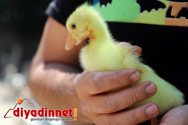 AĞRI sevincini Çiftçiler üretmenin yaşıyor devlet kaz - aldıkları ekipmanlarla desteğiyle 7