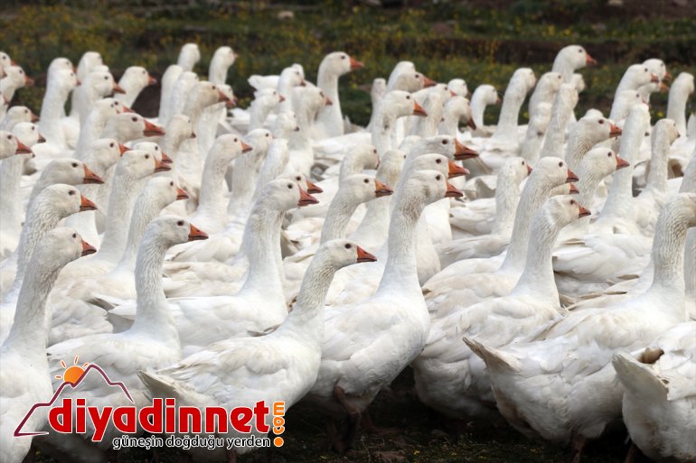 AĞRI aldıkları kaz üretmenin - desteğiyle yaşıyor sevincini Çiftçiler devlet ekipmanlarla 9