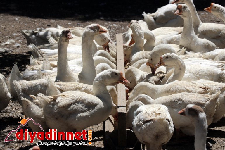 aldıkları desteğiyle ekipmanlarla üretmenin sevincini AĞRI kaz - devlet yaşıyor Çiftçiler 10