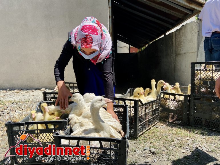 Ağrı da kaz desteği ile kadınlara iş imkanı3