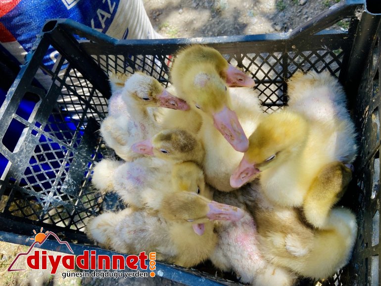 Ağrı da kaz desteği ile kadınlara iş imkanı6