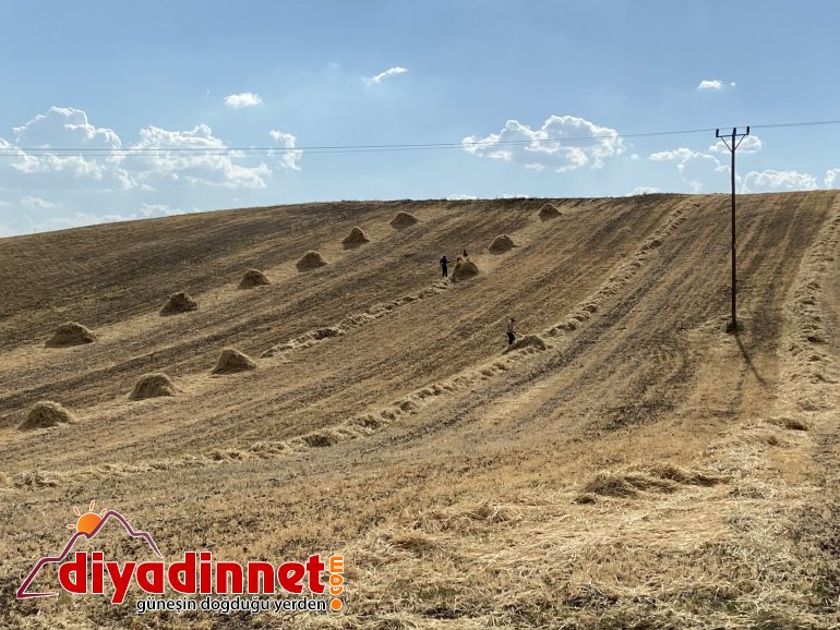 Ağrı da kuraklık erken hasadı beraberinde getirdi3