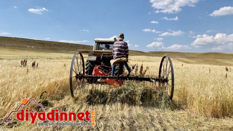 Ağrı da kuraklık erken hasadı beraberinde getirdi5