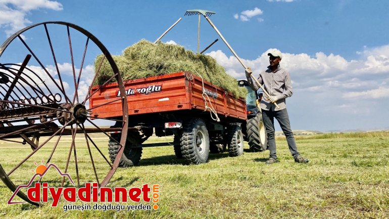 Ağrı da kuraklık erken hasadı beraberinde getirdi6