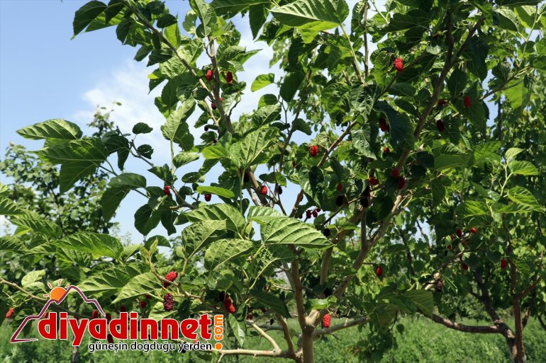 eteklerindeki vahaya araziyi meyve Ağrı ağaçlarıyla dönüştürdü Dağı çorak 1