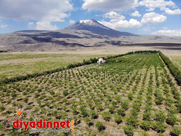 Ağrı eteklerindeki ağaçlarıyla araziyi vahaya Dağı çorak dönüştürdü meyve 2