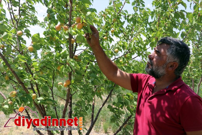 vahaya Dağı eteklerindeki çorak araziyi meyve Ağrı ağaçlarıyla dönüştürdü 11