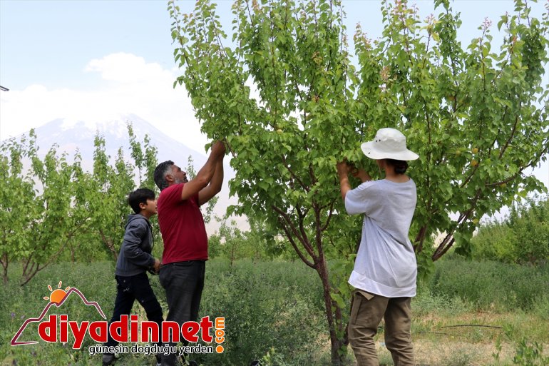 çorak ağaçlarıyla dönüştürdü araziyi eteklerindeki meyve Ağrı Dağı vahaya 12