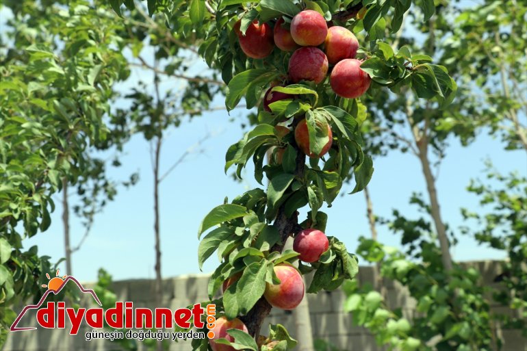 dönüştürdü ağaçlarıyla araziyi vahaya meyve Dağı çorak eteklerindeki Ağrı 3