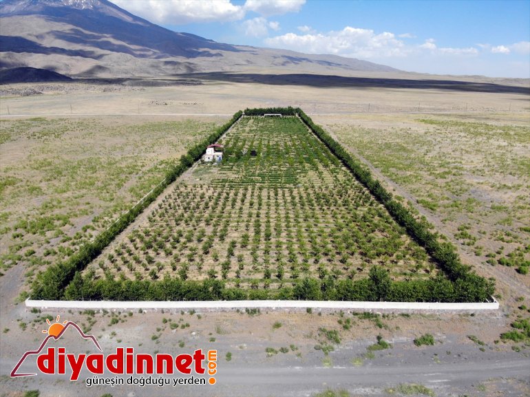 çorak Dağı dönüştürdü ağaçlarıyla Ağrı araziyi eteklerindeki vahaya meyve 4