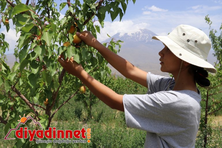 ağaçlarıyla dönüştürdü meyve çorak Ağrı vahaya eteklerindeki Dağı araziyi 6