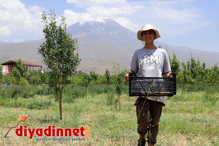 çorak eteklerindeki vahaya araziyi ağaçlarıyla Dağı dönüştürdü Ağrı meyve 9