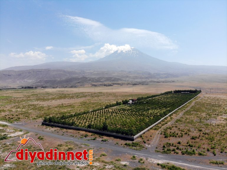 dönüştürdü meyve ağaçlarıyla araziyi çorak vahaya Dağı eteklerindeki Ağrı 10
