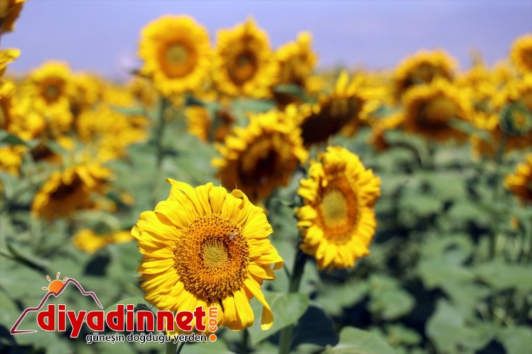 katıyor ve fotoğraflarına renk Ağrı