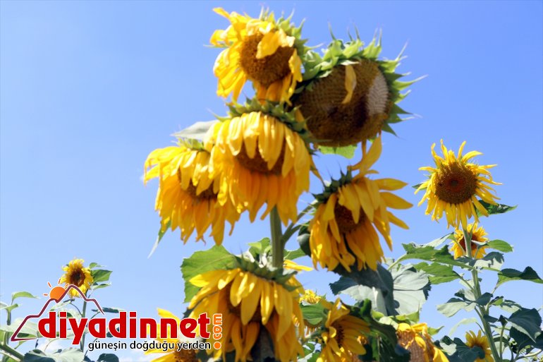 damatların ayçiçeği fotoğraflarına ve gelin renk katıyor tarlaları Ağrı