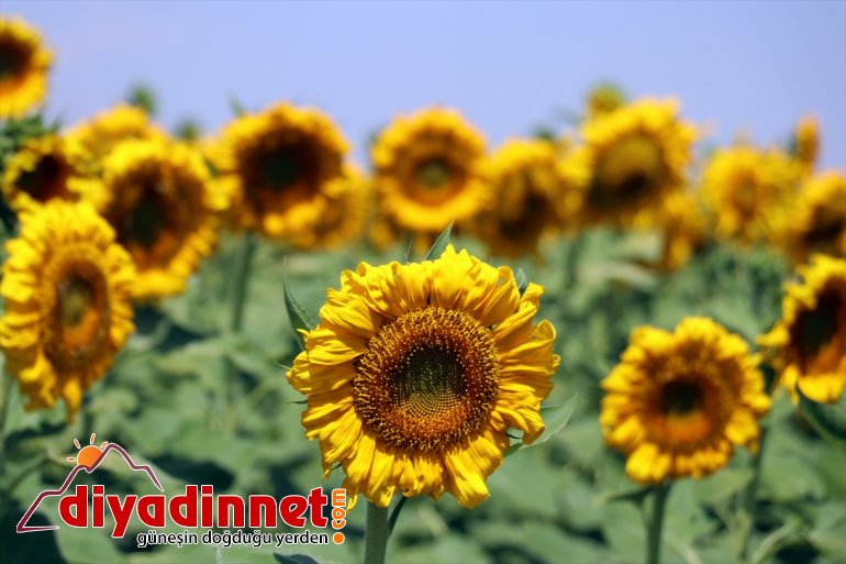 damatların tarlaları ve renk gelin ayçiçeği fotoğraflarına Ağrı