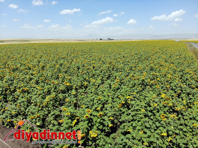 damatların katıyor fotoğraflarına gelin tarlaları ve ayçiçeği Ağrı