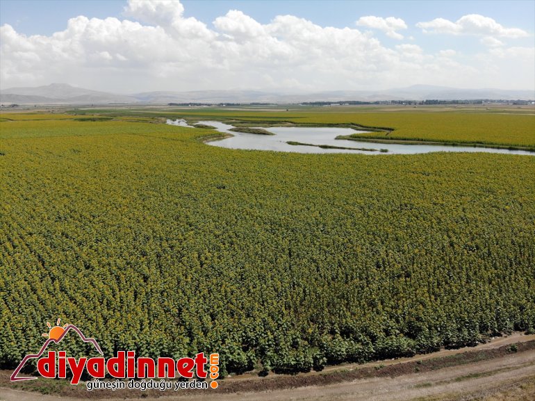 damatların katıyor gelin renk ve ayçiçeği Ağrı