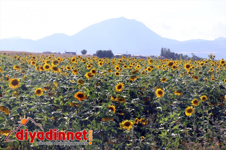 ve katıyor damatların renk tarlaları fotoğraflarına Ağrı