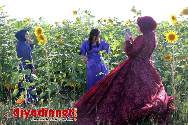 gelin ayçiçeği fotoğraflarına Ağrı