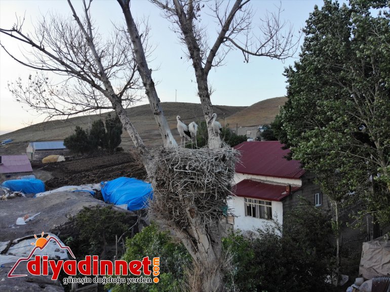 leylekler, çırparak yapan - AĞRI denemeleri uçma göç yavru hazırlanıyor Kanat yolculuğuna 2