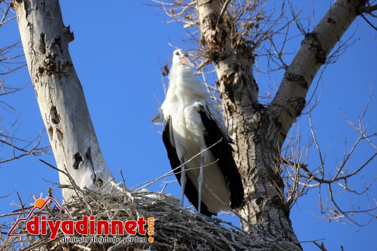 Kanat uçma göç leylekler, yavru - hazırlanıyor AĞRI denemeleri yolculuğuna yapan çırparak 11