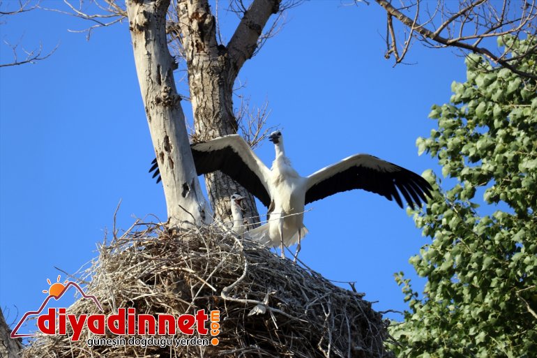 leylekler, denemeleri yavru çırparak uçma AĞRI yolculuğuna yapan göç hazırlanıyor Kanat - 12