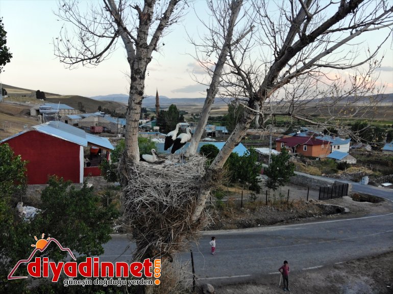 yapan yavru göç denemeleri AĞRI hazırlanıyor - Kanat çırparak uçma leylekler, yolculuğuna 13