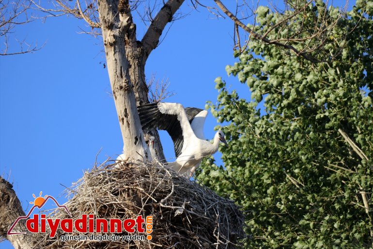 AĞRI uçma yolculuğuna - Kanat denemeleri hazırlanıyor göç çırparak yapan leylekler, yavru 16