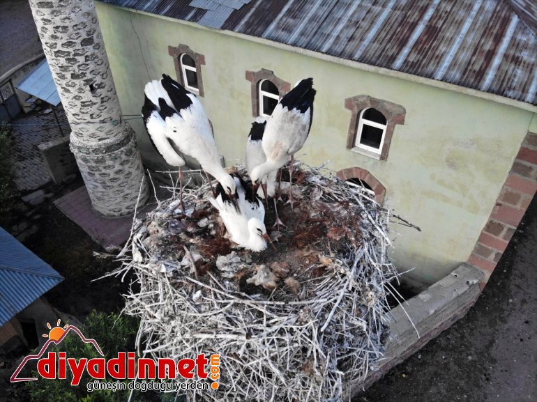 leylekler, uçma yolculuğuna - AĞRI göç denemeleri hazırlanıyor çırparak yapan yavru Kanat 17