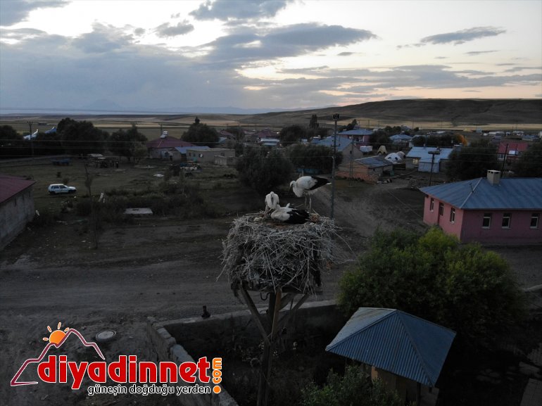Kanat göç - çırparak denemeleri yapan hazırlanıyor yavru leylekler, uçma yolculuğuna AĞRI 3