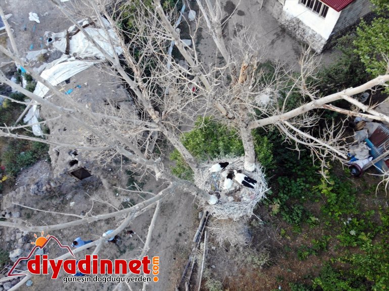 hazırlanıyor yavru AĞRI uçma çırparak yolculuğuna Kanat göç - denemeleri leylekler, yapan 4