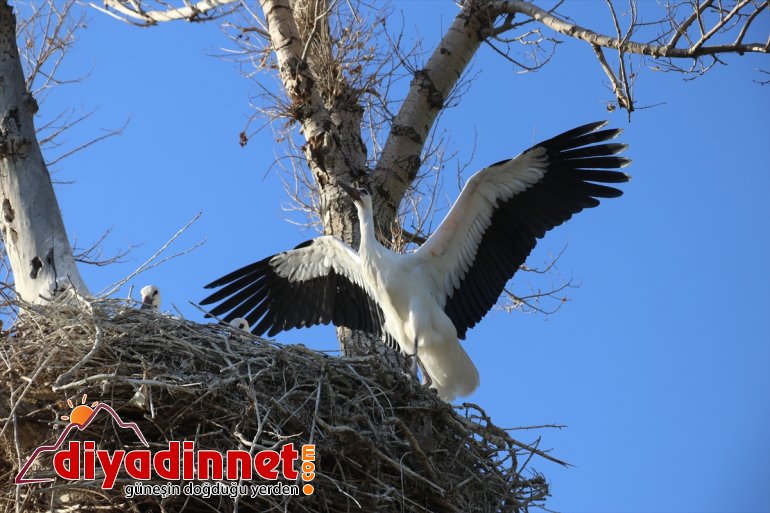 denemeleri hazırlanıyor yolculuğuna çırparak leylekler, göç yavru uçma yapan Kanat AĞRI - 5