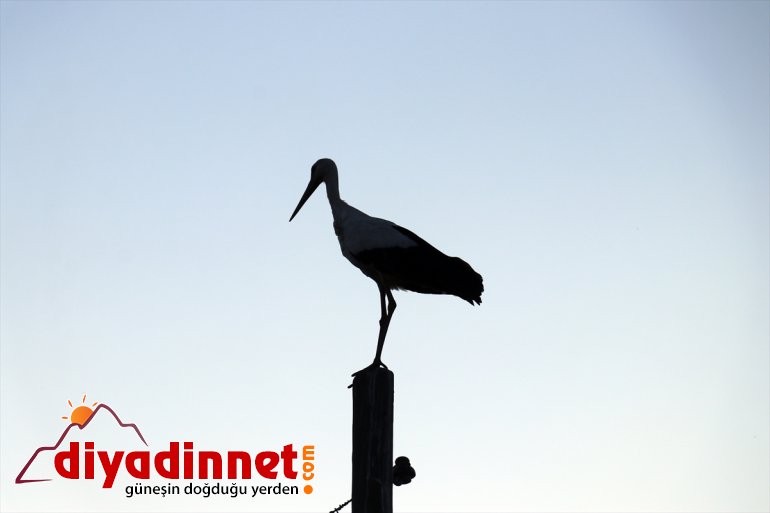 yolculuğuna leylekler, hazırlanıyor denemeleri - Kanat göç uçma yapan AĞRI yavru çırparak 6