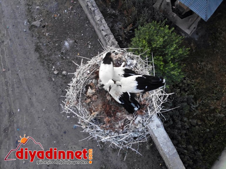 leylekler, yavru denemeleri çırparak uçma AĞRI göç yapan hazırlanıyor Kanat - yolculuğuna 7