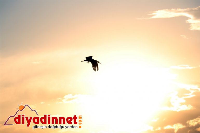 AĞRI yapan denemeleri çırparak Kanat uçma göç yavru - leylekler, hazırlanıyor yolculuğuna 8