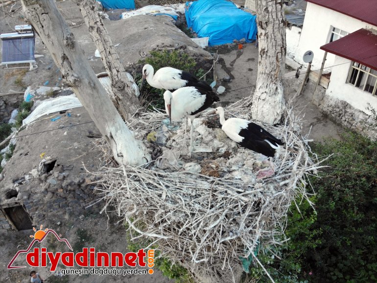 yolculuğuna göç AĞRI çırparak leylekler, yavru hazırlanıyor uçma - Kanat yapan denemeleri 9